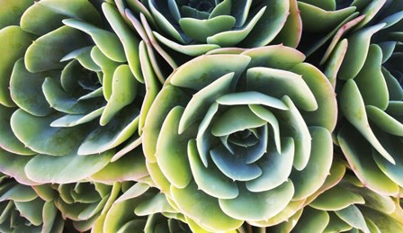 Succulent Rose by Tina Lavoie art print