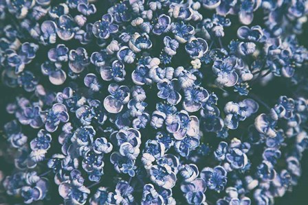 Lilac Closeup by Aledanda art print