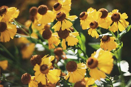 Autumn Flowers II by Laura Marshall art print