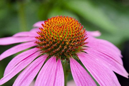 Pink Coneflowers III by Laura Denardo art print