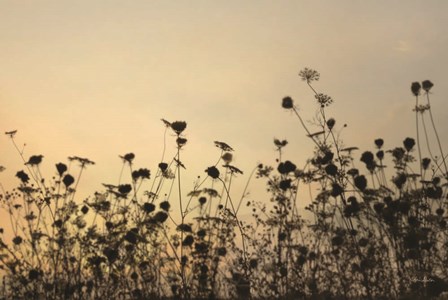 Sunset Lace by Lori Deiter art print