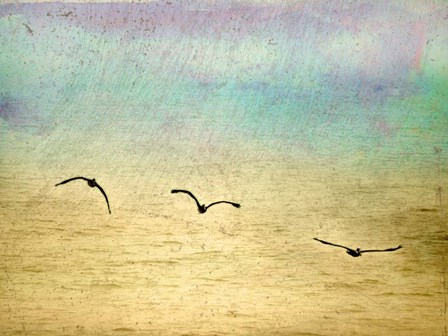 Seagulls In The Sky II by Ynon Mabat art print