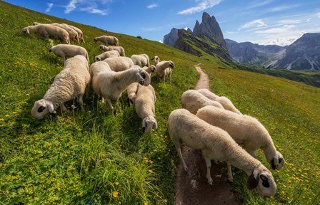 On the Way to Odle mountains by Ales Krivec art print