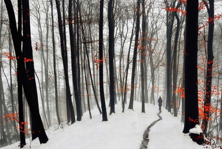 Through Autumn and Winter by Samanta Krivec art print