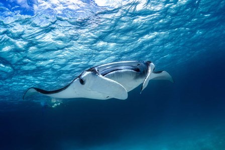 Manta Ray 2 by Barathieu Gabriel art print
