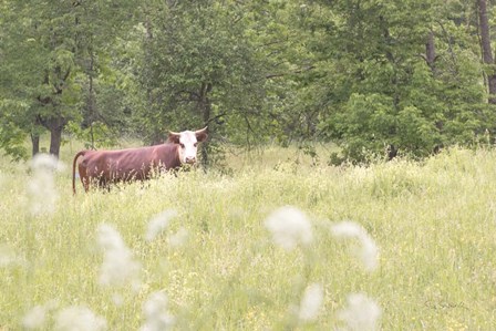Summer Farm II by Sue Schlabach art print