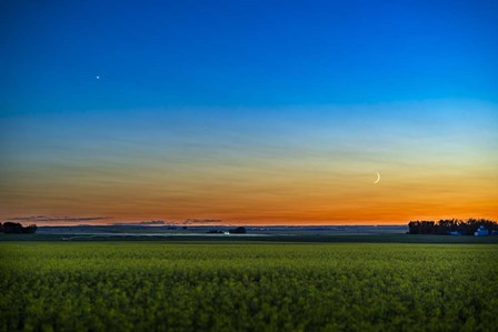 The Waxing Crescent Moon Below Venus Over a Ripening Canola Field by Alan Dyer/Stocktrek Images art print