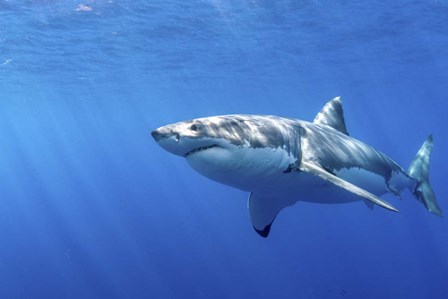 Great White Shark in Guadalupe Mexico by Brook Peterson/Stocktrek Images art print