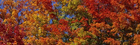 Trees in Adirondack Mountains, New York State by Panoramic Images art print