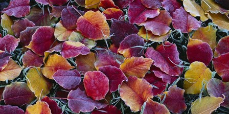 Close-up of fallen leaves, Sacramento by Panoramic Images art print