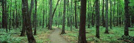 Walkway running through a forest by Panoramic Images art print