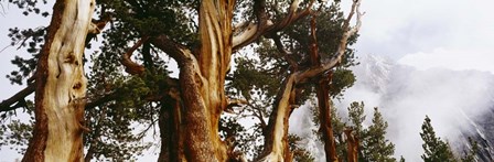 Pine trees in the forestn Sierra Nevada by Panoramic Images art print