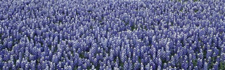 Bluebonnets by Panoramic Images art print