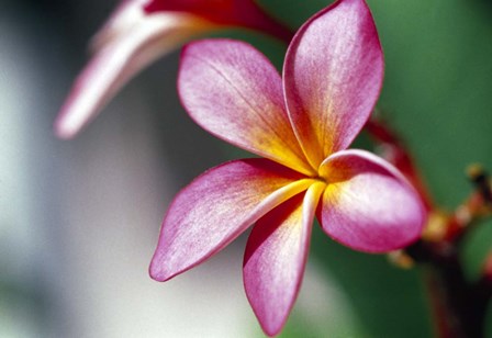 Close-up of a frangipani flower by Panoramic Images art print