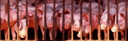 Penned Pigs England by Panoramic Images art print