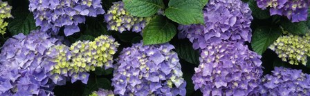 Oregon, Tillamook, hydrangea by Panoramic Images art print