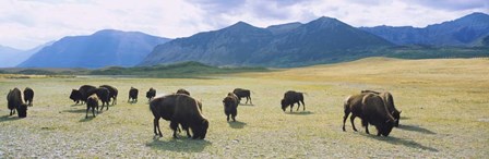 Herd of bisons grazing in a field, Alberta by Panoramic Images art print