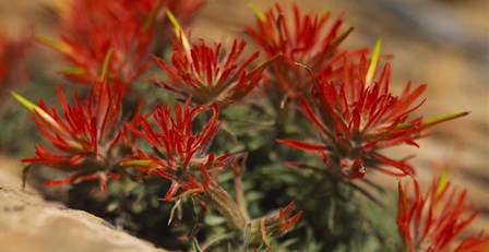Close-up of flowers by Panoramic Images art print