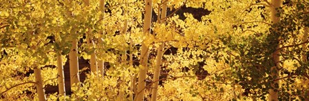 Aspens by Panoramic Images art print