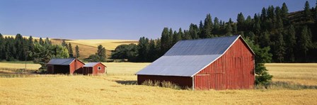 Farmhouses in a wheat field, Washington State by Panoramic Images art print