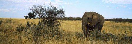 African elephant, Masai Mara National Reserve, Kenya by Panoramic Images art print