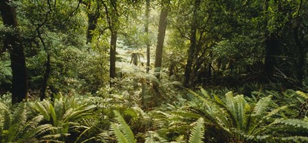 Tropical forest N Isl New Zealand by Panoramic Images art print