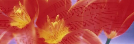 Tulips, Flowers by Panoramic Images art print