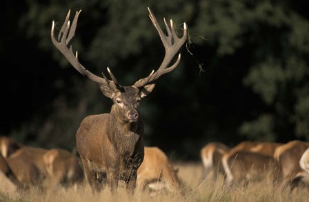 Deer by Panoramic Images art print