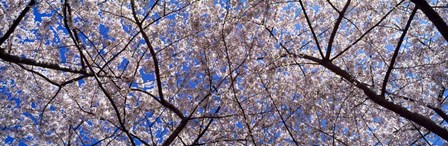 Cherry Trees Washington DC by Panoramic Images art print