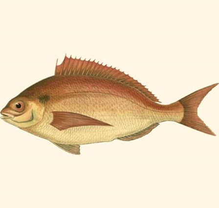 Small Antique Fish III by Vision Studio art print