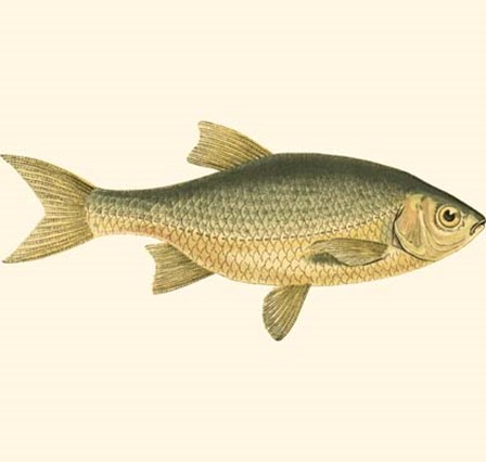 Small Antique Fish IV by Vision Studio art print
