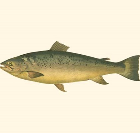 Small Antique Fish V by Vision Studio art print