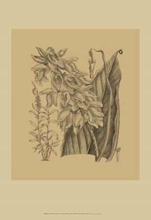 Orchid on Khaki(WG) III by Samuel Curtis art print