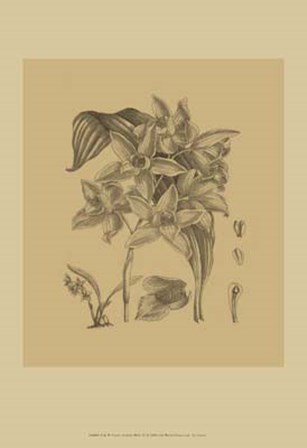 Orchid on Khaki(WG) IV by Samuel Curtis art print
