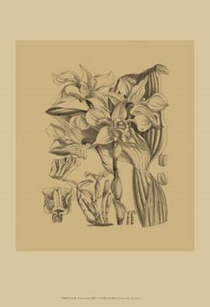 Orchid on Khaki(WG) V by Samuel Curtis art print