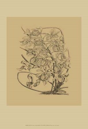 Orchid on Khaki(WG) VI by Samuel Curtis art print