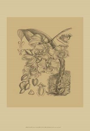 Orchid on Khaki(WG) VIII by Samuel Curtis art print