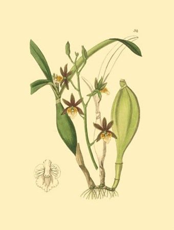 Orchids I by Kenneth Ridgeway art print