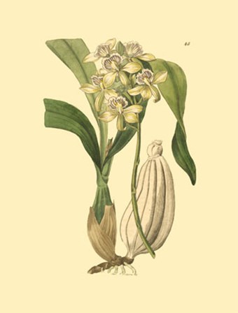 Orchids II by Kenneth Ridgeway art print