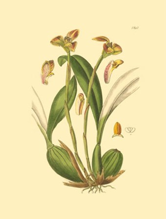 Orchids IV by Kenneth Ridgeway art print