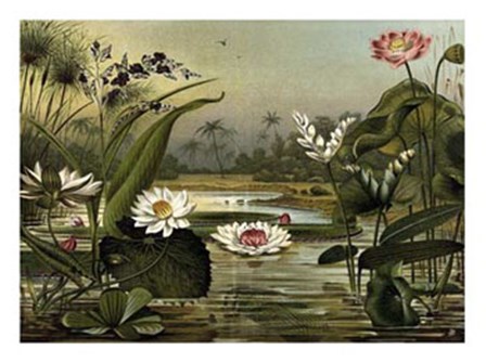 Waterlillies art print