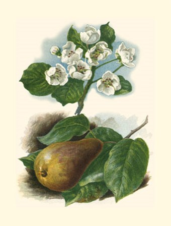 Pear Blosom by Vision Studio art print