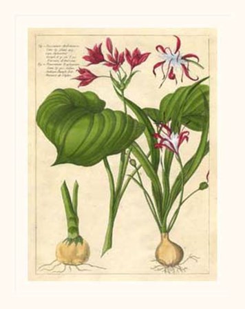Fleur De Rouge V art print
