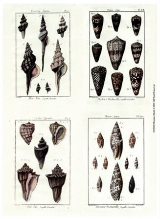 Miniatrue Shells art print