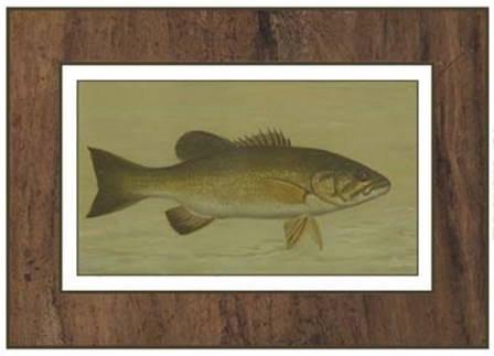 Small-mouthed Black Bass by Harris art print