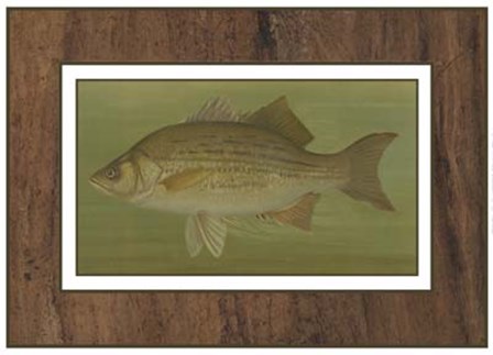 White or Silver Bass by Harris art print