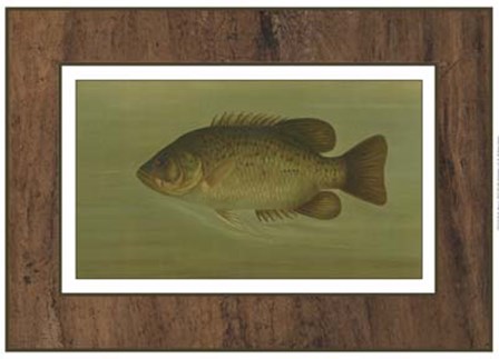 Rock Bass by Harris art print