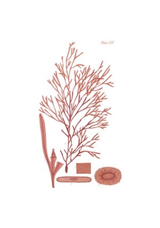 Shades of Coral I by Vision Studio art print