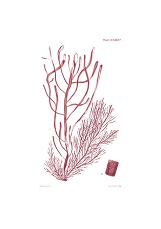 Shades of Coral III by Vision Studio art print
