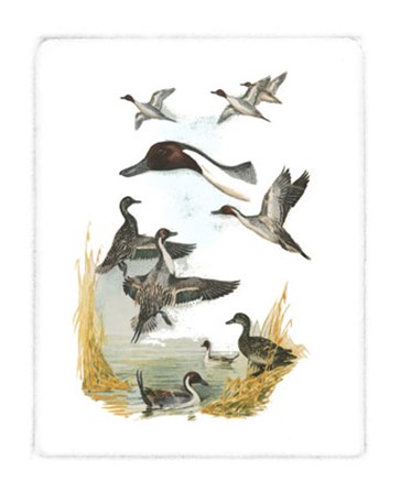 Red-headed Duck by Rial art print